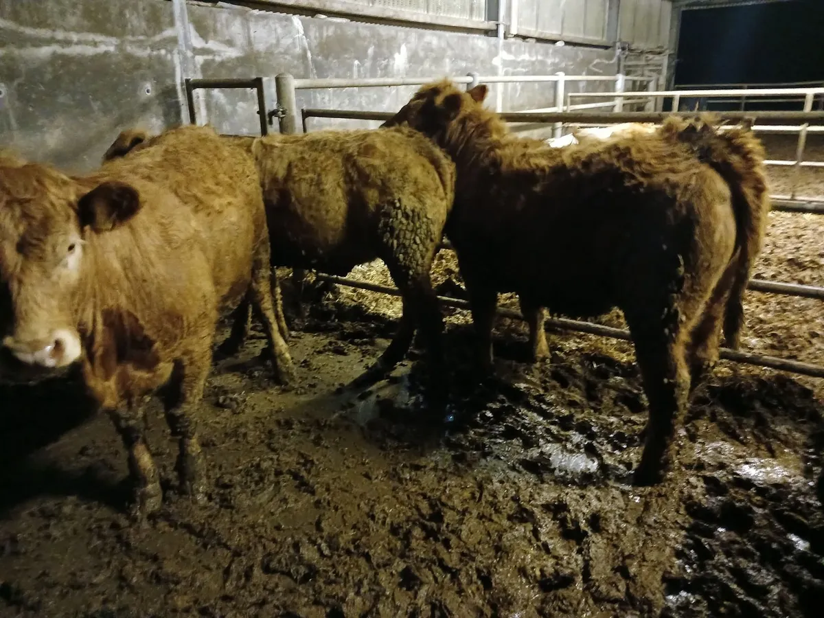 Saler x ch heifers - Image 4