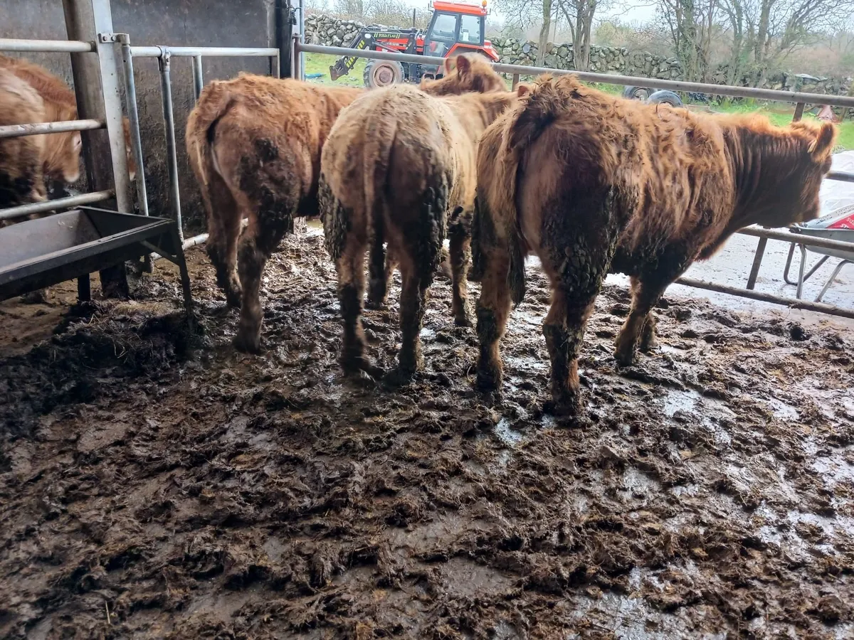 Saler x ch heifers - Image 3