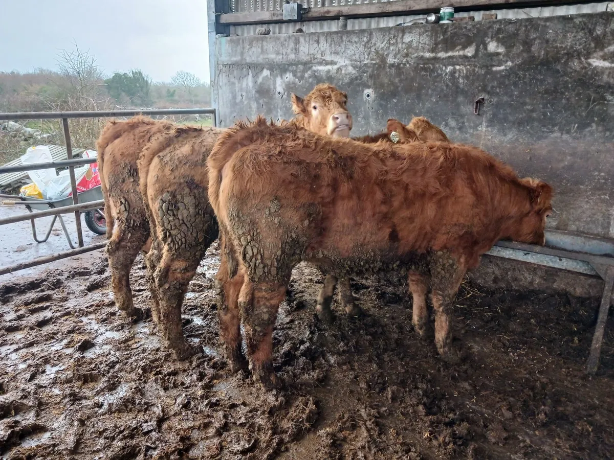 Saler x ch heifers - Image 1