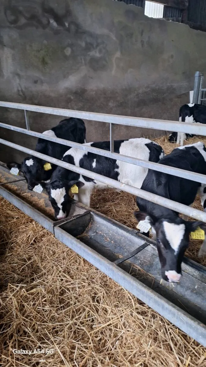Fr Heifer Calves - Image 3