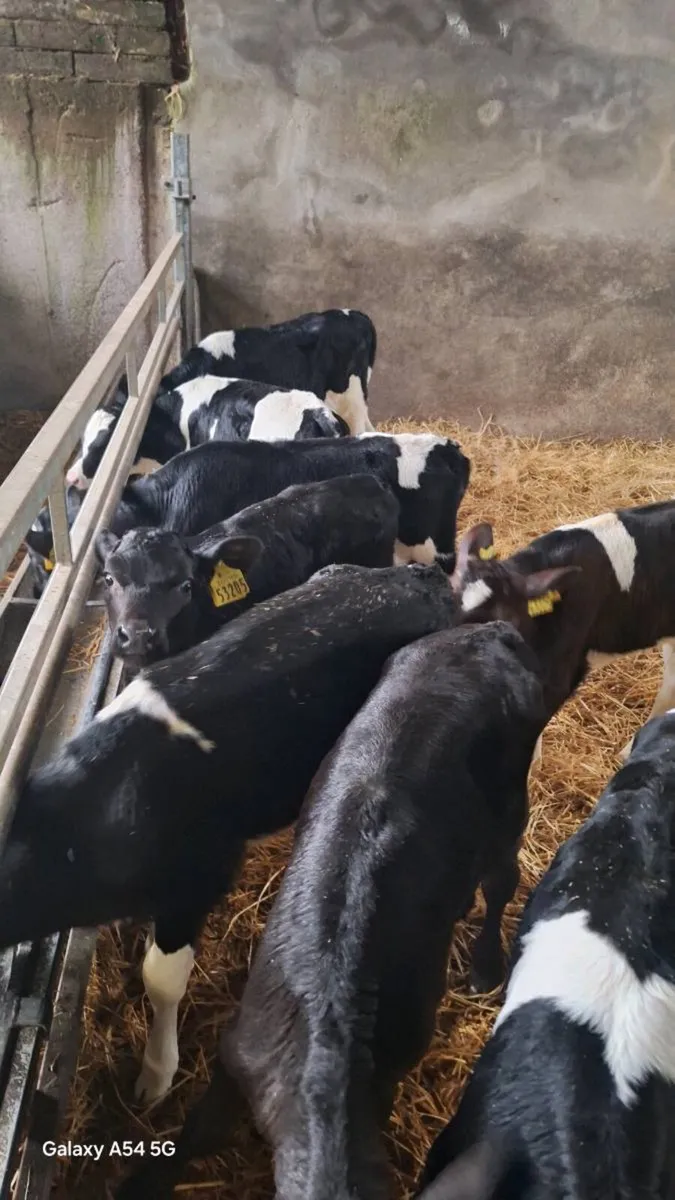 Fr Heifer Calves - Image 4
