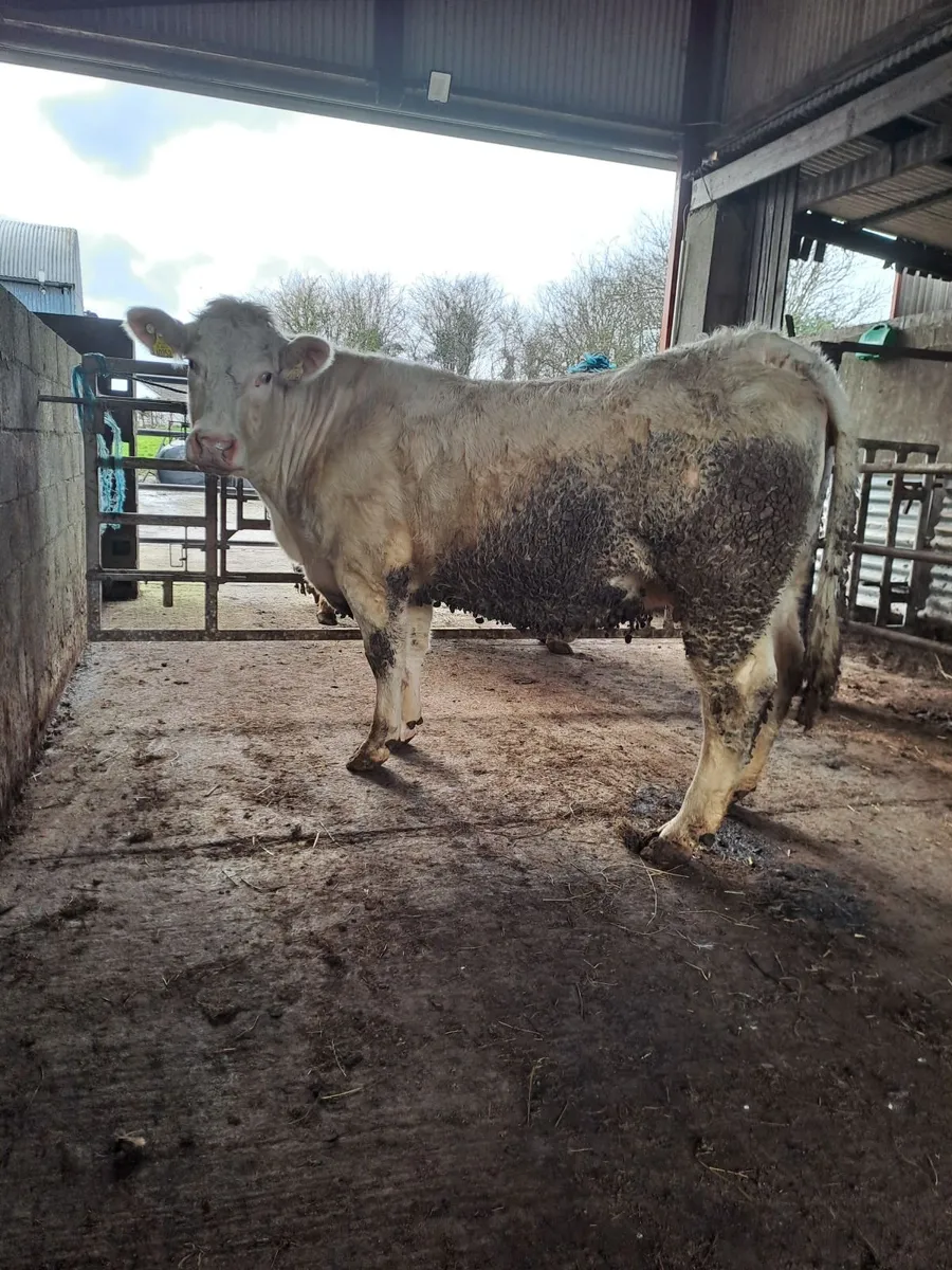 Springers in Balla mart Sat 7.3.26 - Image 1