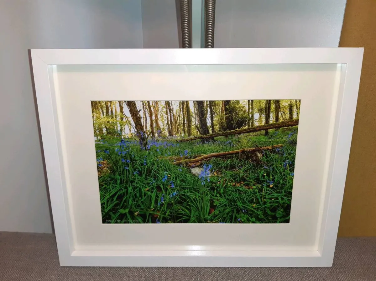 Ballyannan Woods, Midleton - Image 3