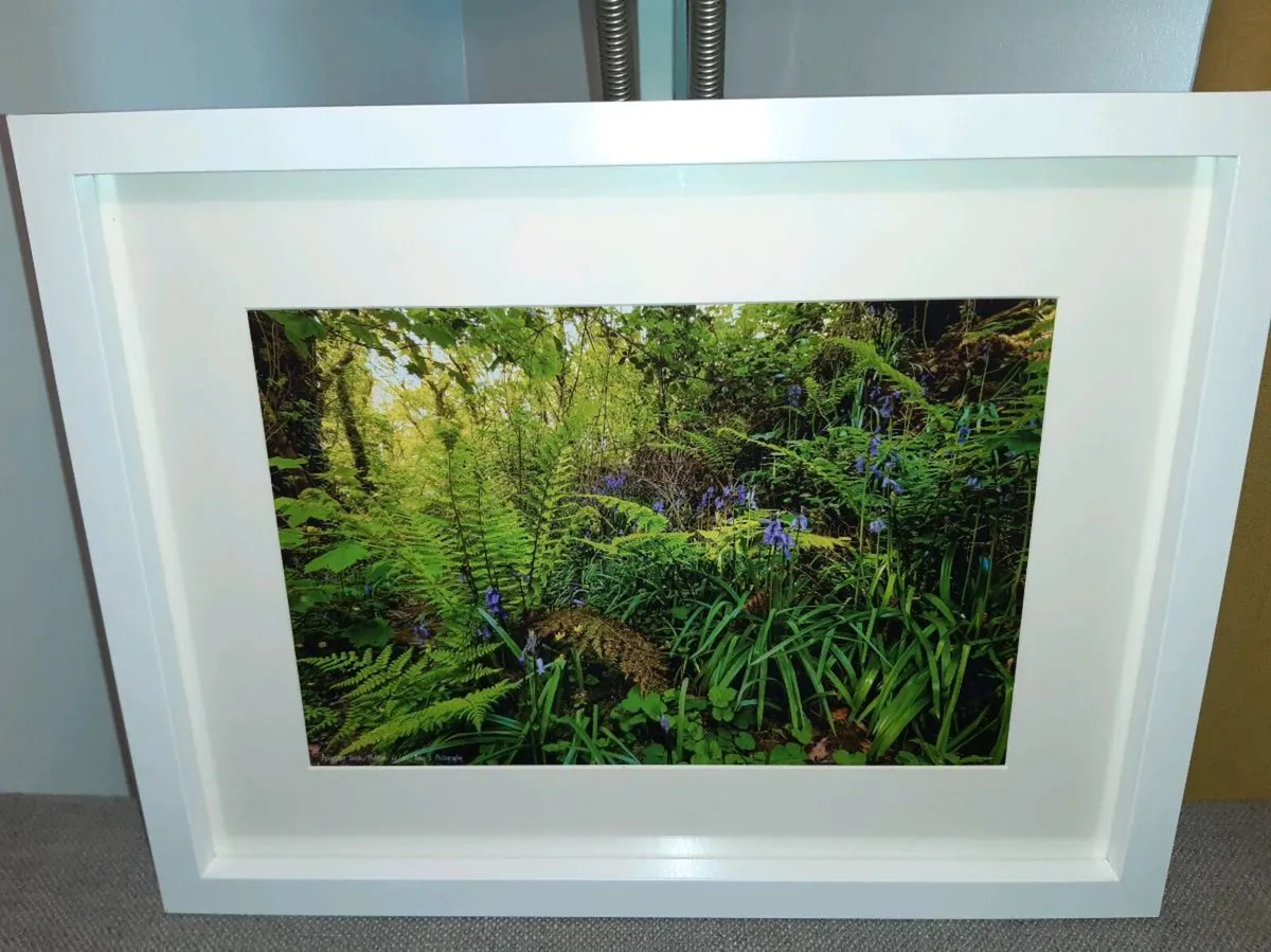 Ballyannan Woods, Midleton - Image 4