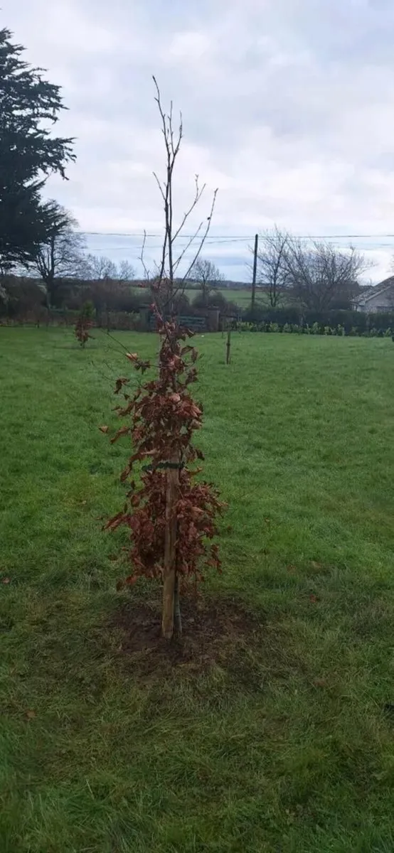 Beech hedging - Image 4