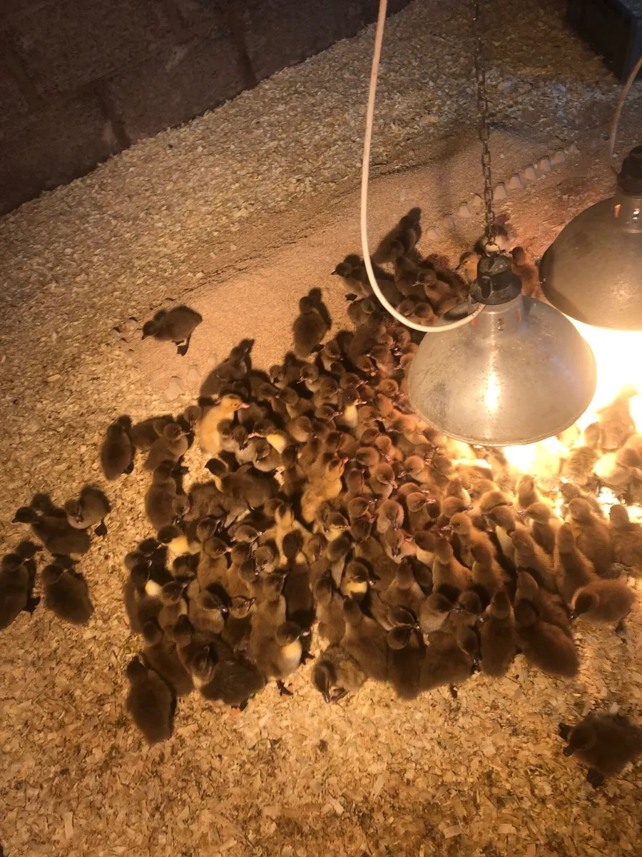 Khaki ducklings - Image 2
