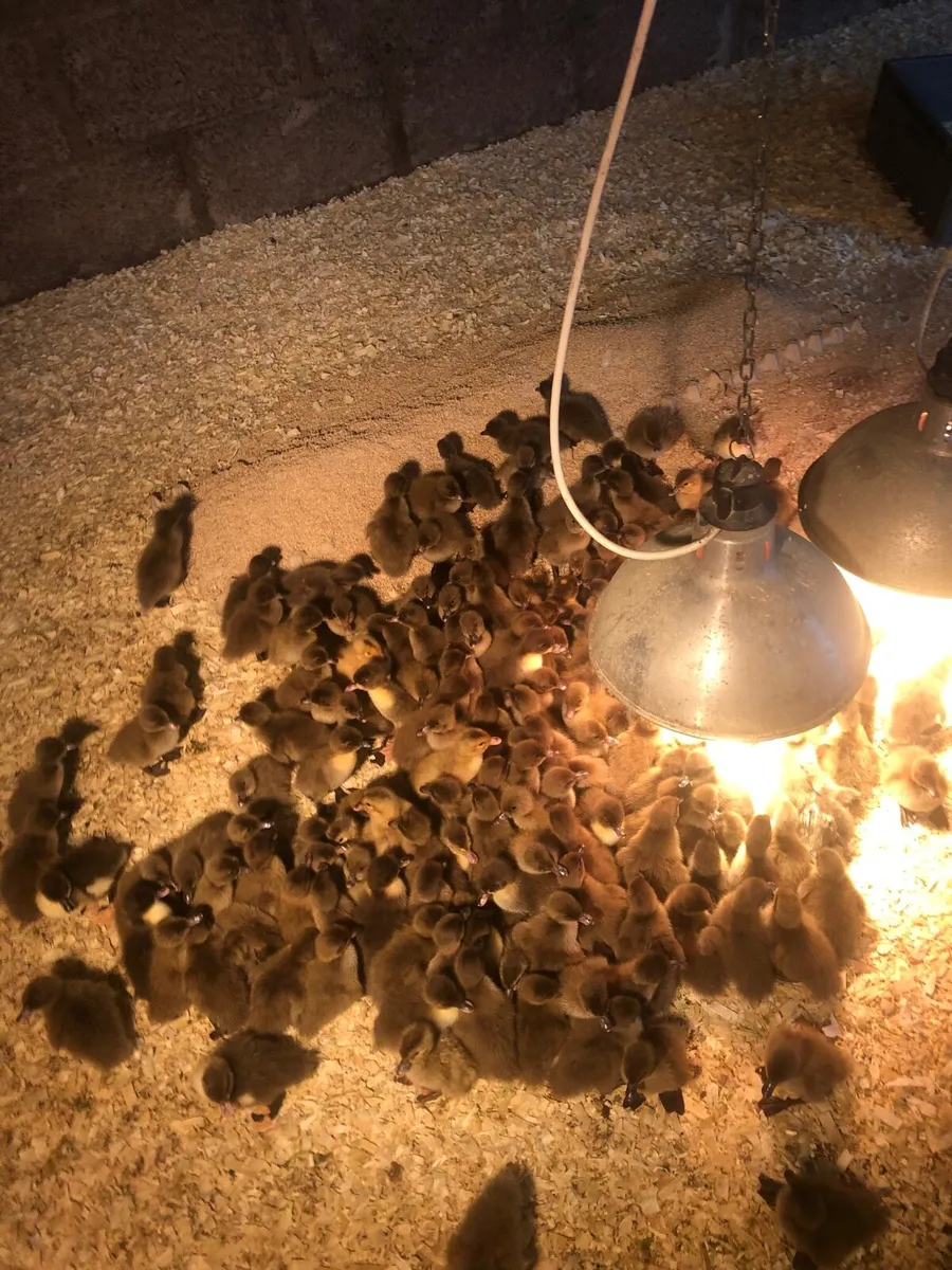 Khaki ducklings - Image 1