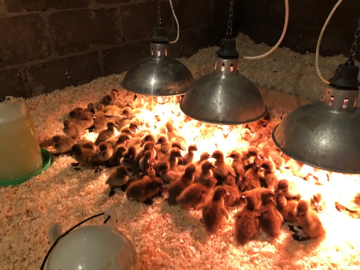 Khaki ducklings - Image 4