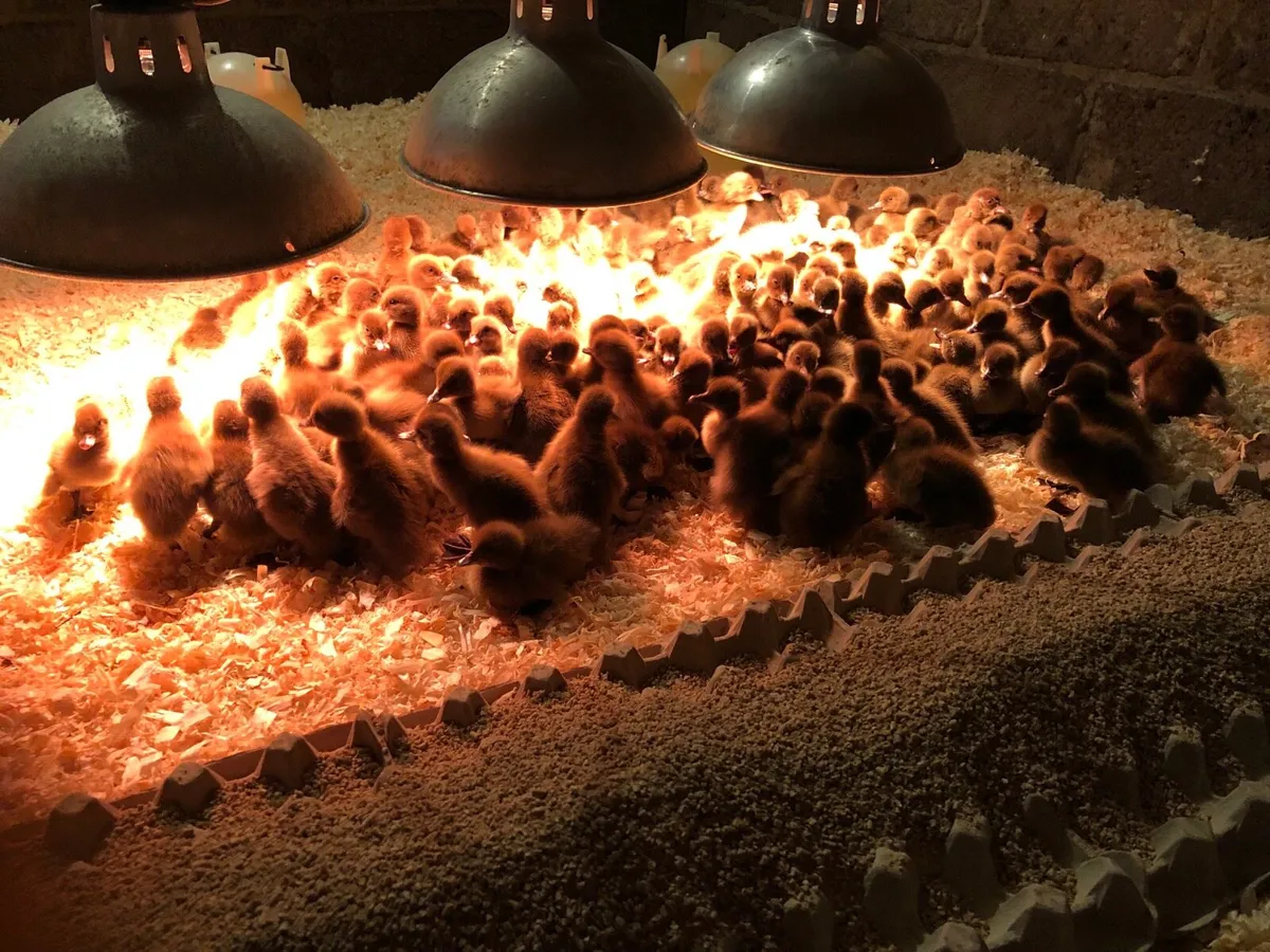 Khaki ducklings - Image 3