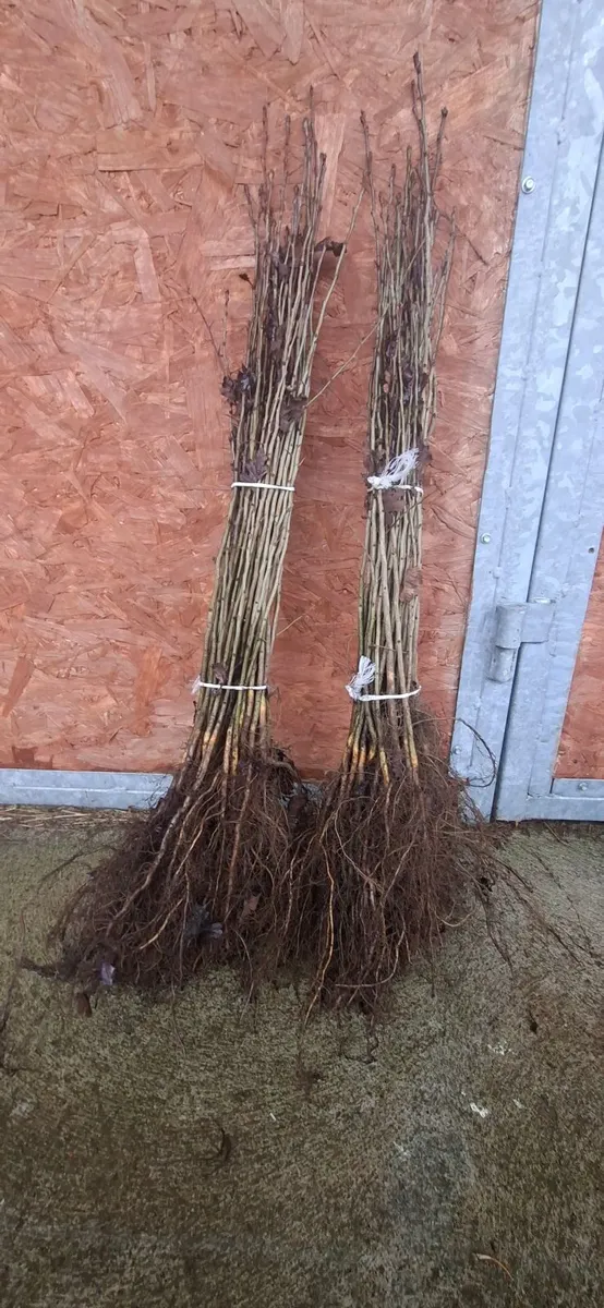 Whitethorn Hedging - Image 4