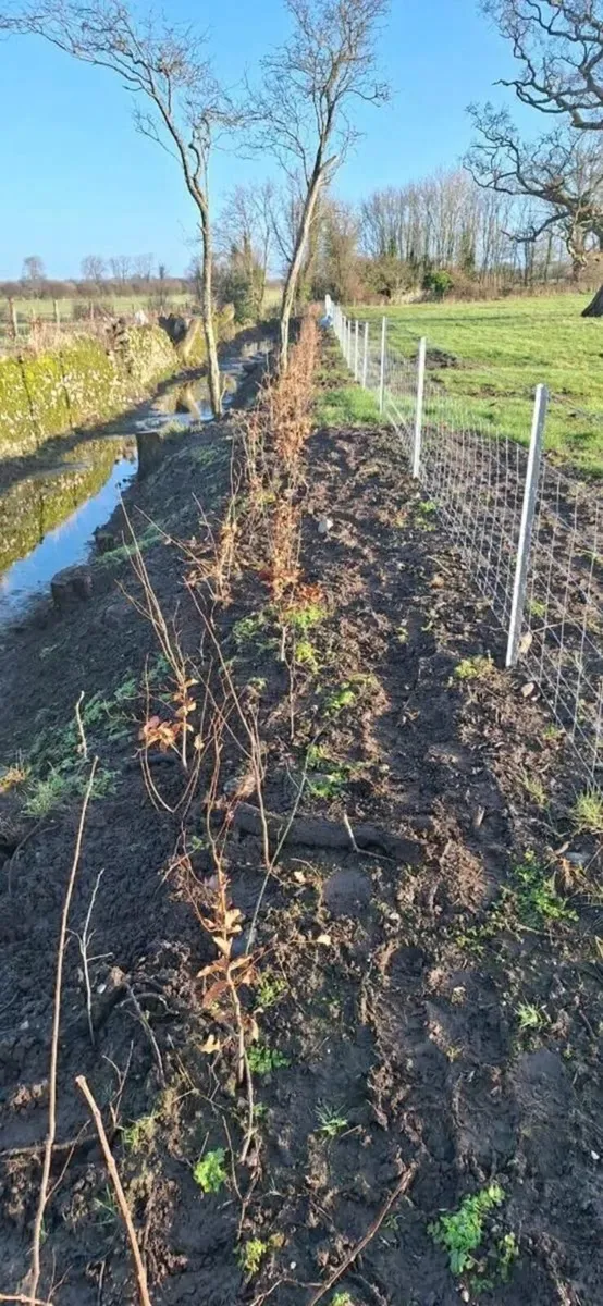 Beech Hedging - Image 4