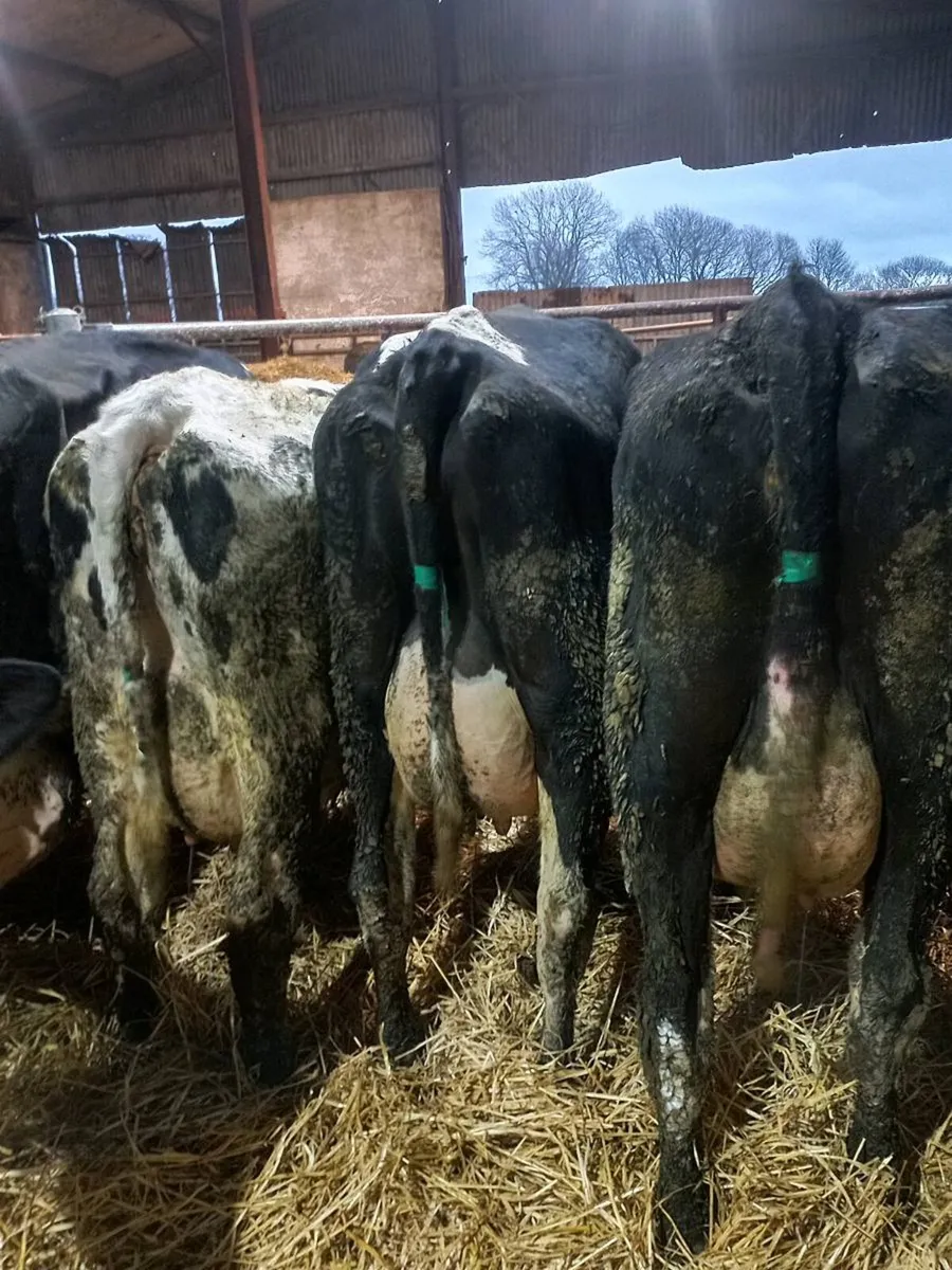 Dairy cows - Image 1