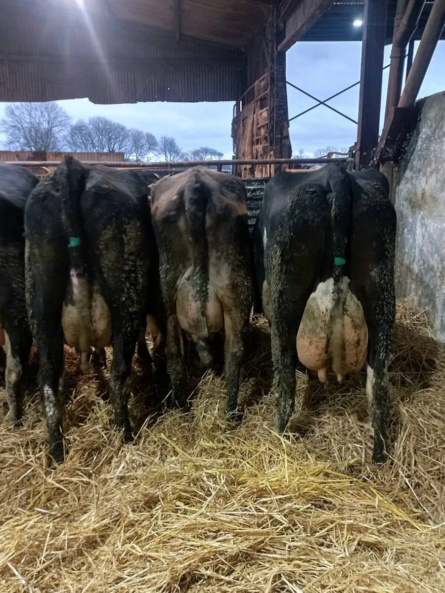 Dairy cows - Image 2