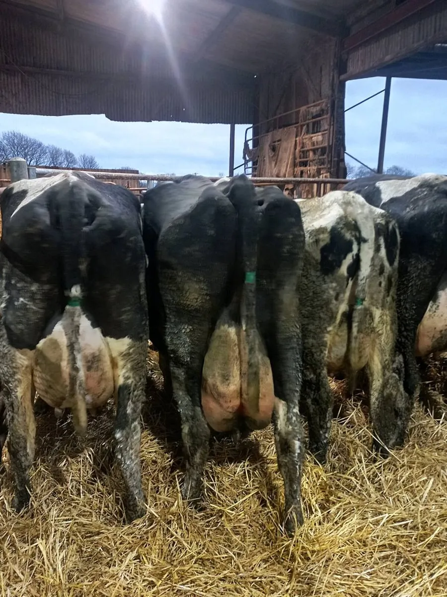 Dairy cows - Image 3