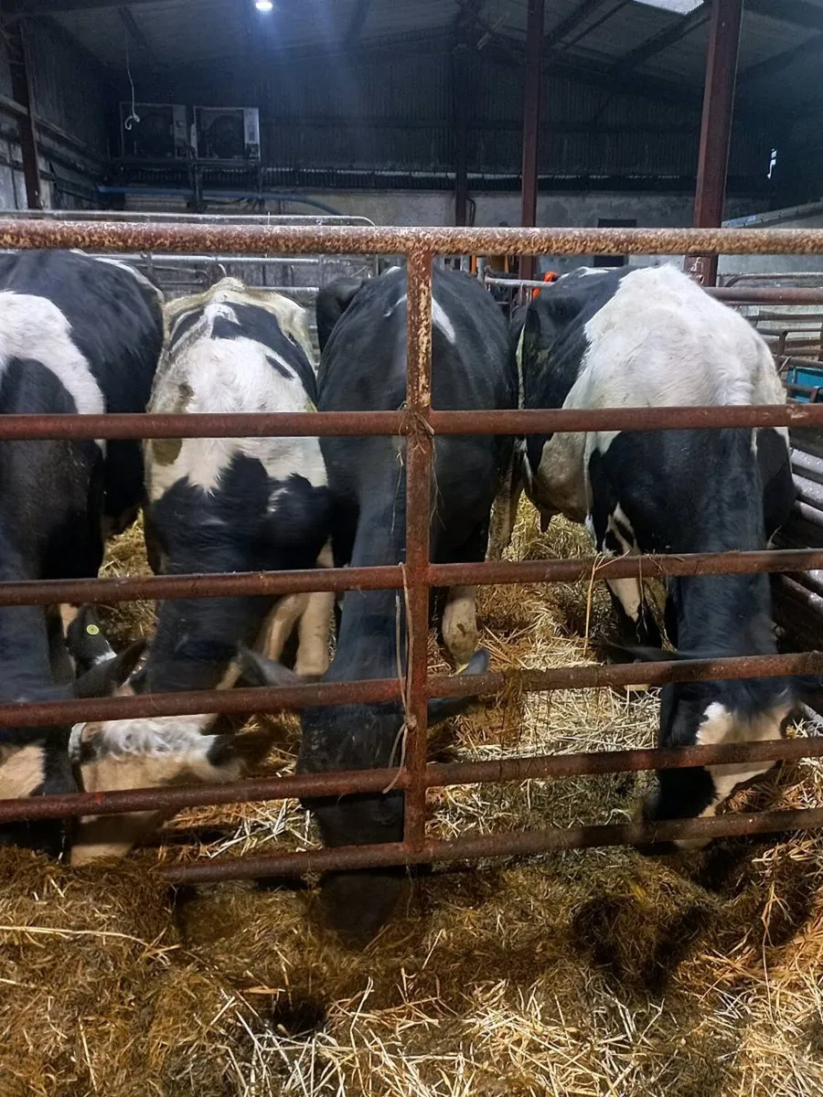 Dairy cows - Image 4