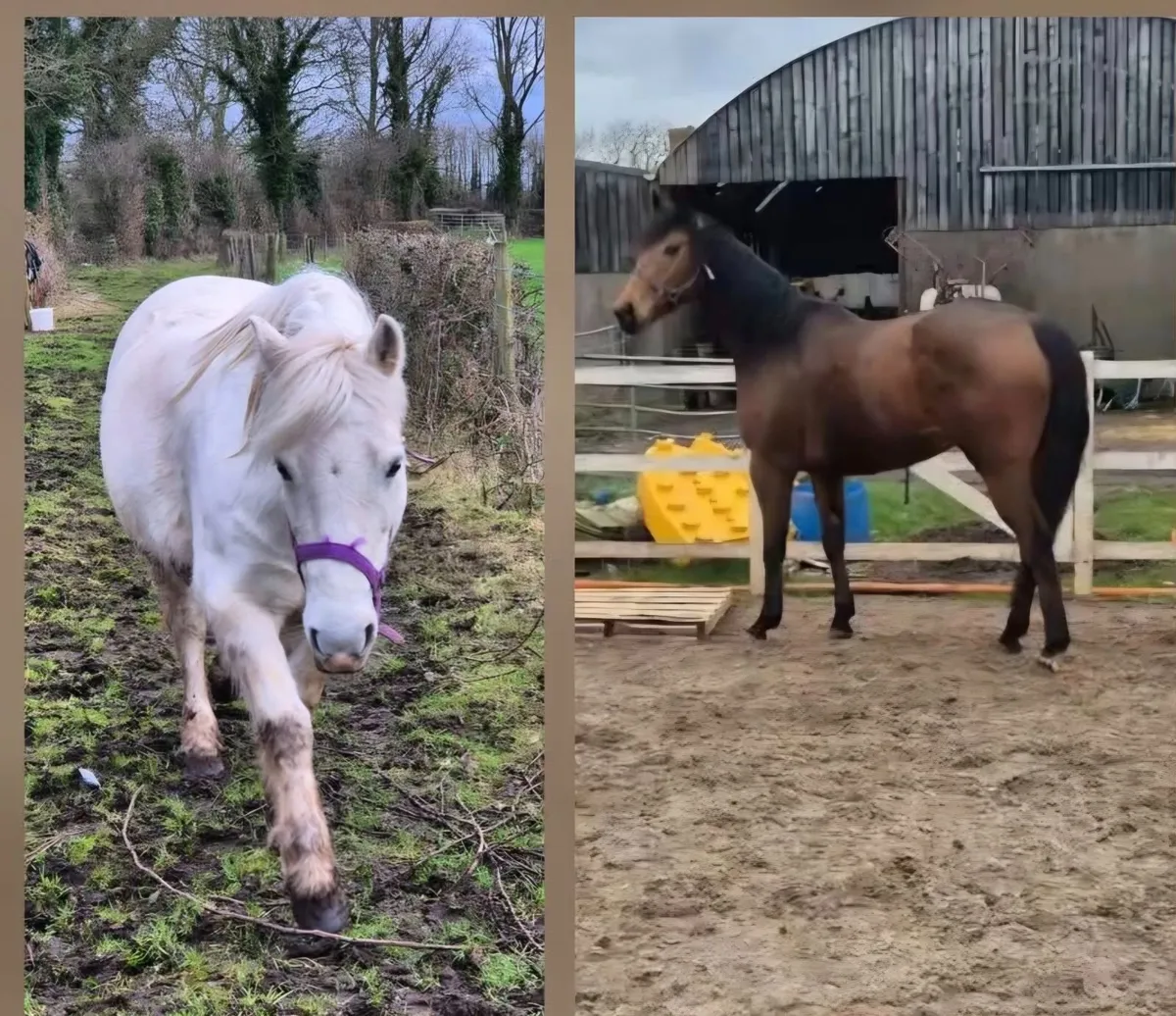 Pony12.2 Mare. Tb 16.1 Gelding..