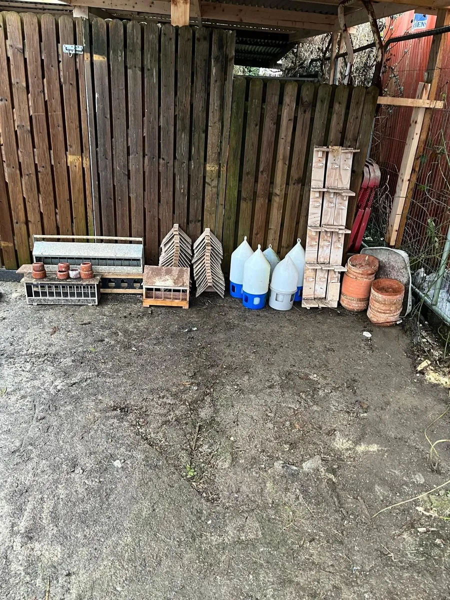 Pigeon Paraphernalia - Image 3