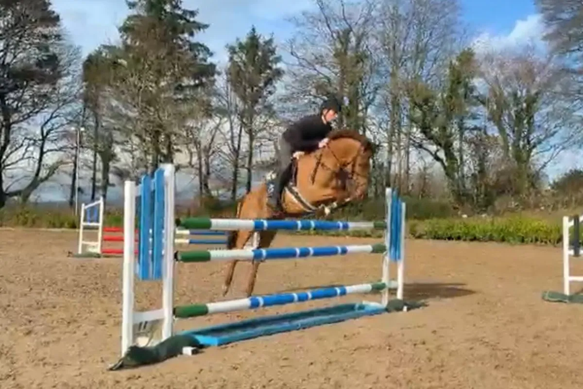 10 yr old 148cm mare - Image 1