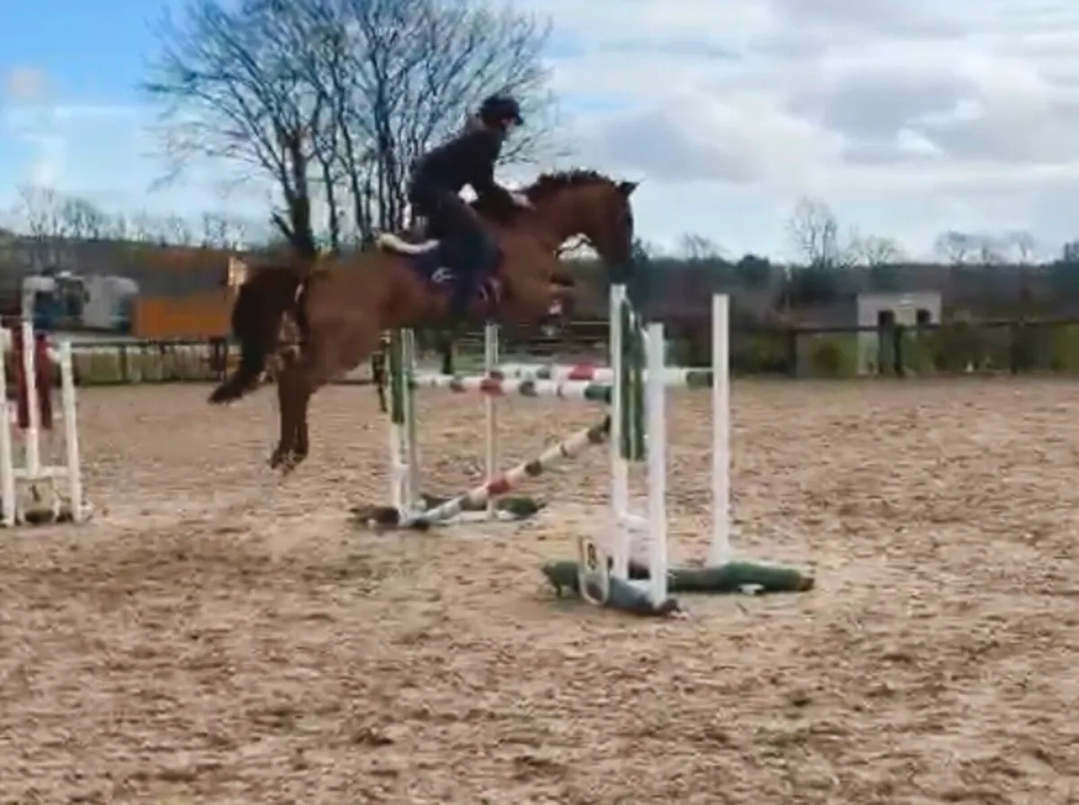 10 yr old 148cm mare - Image 3