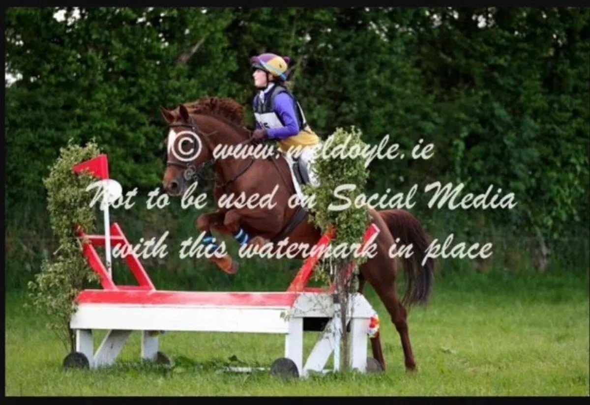 10 yr old 148cm mare - Image 4