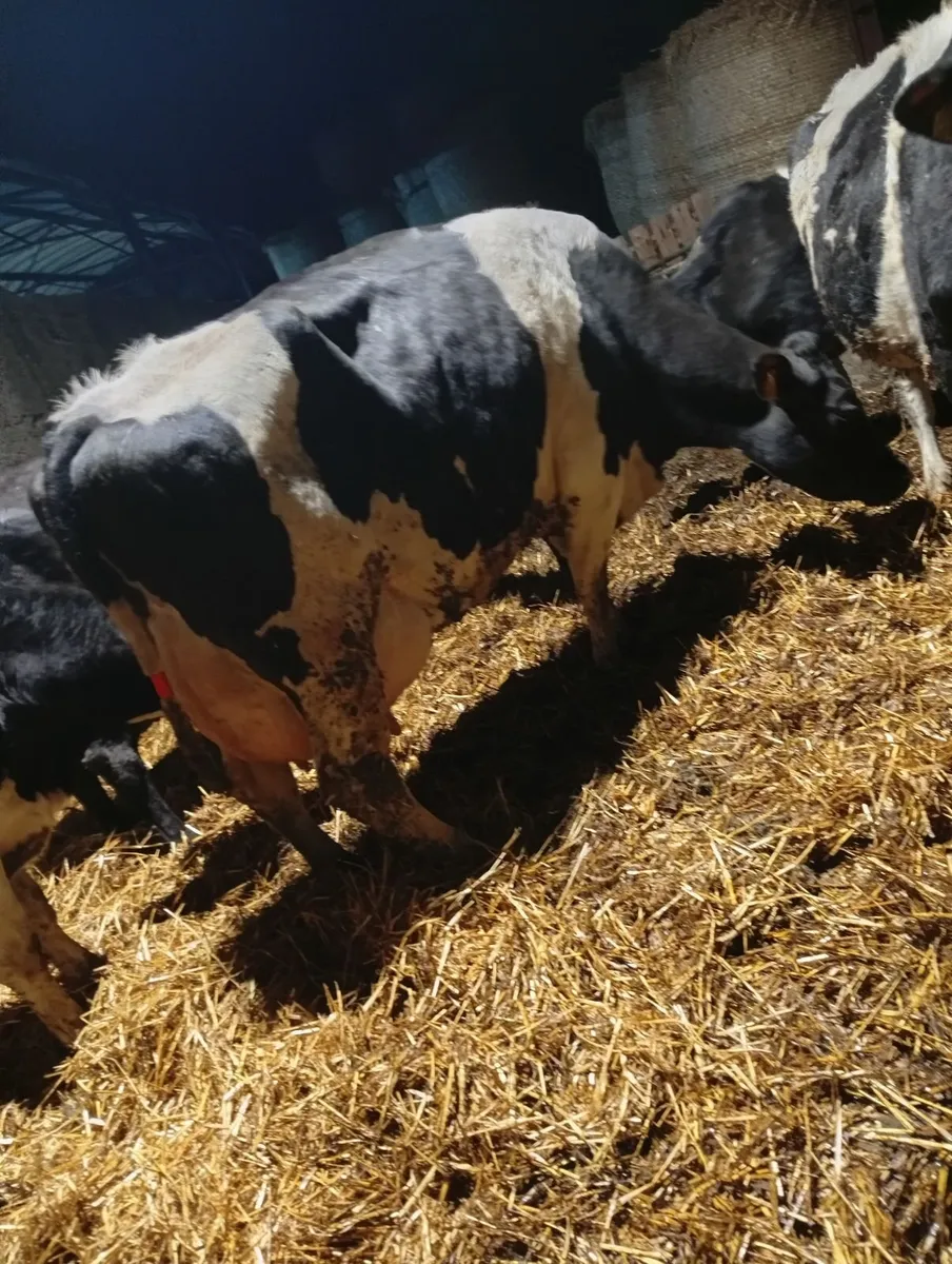 2 fr cows suitable for calves - Image 1