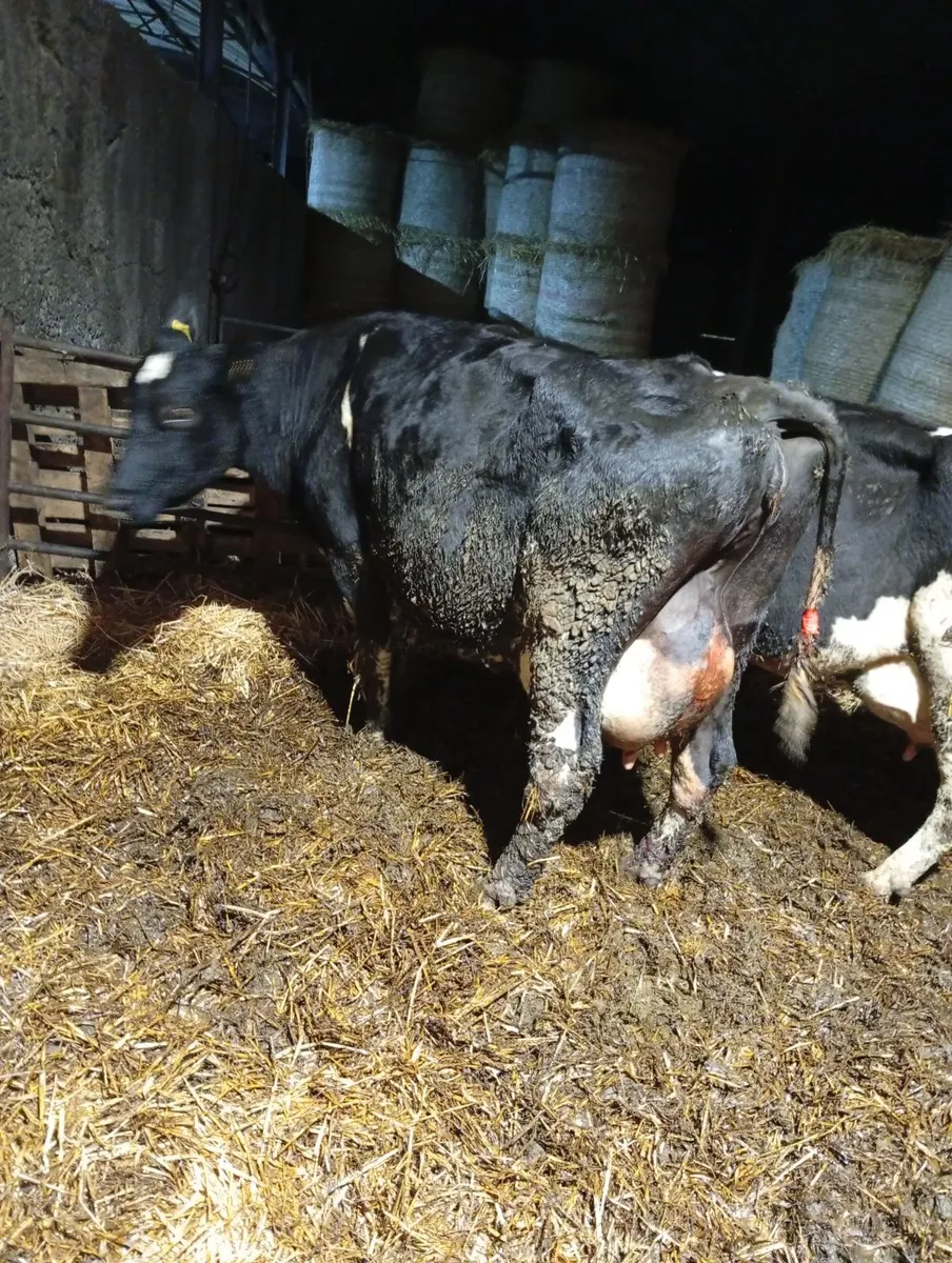 2 fr cows suitable for calves - Image 2