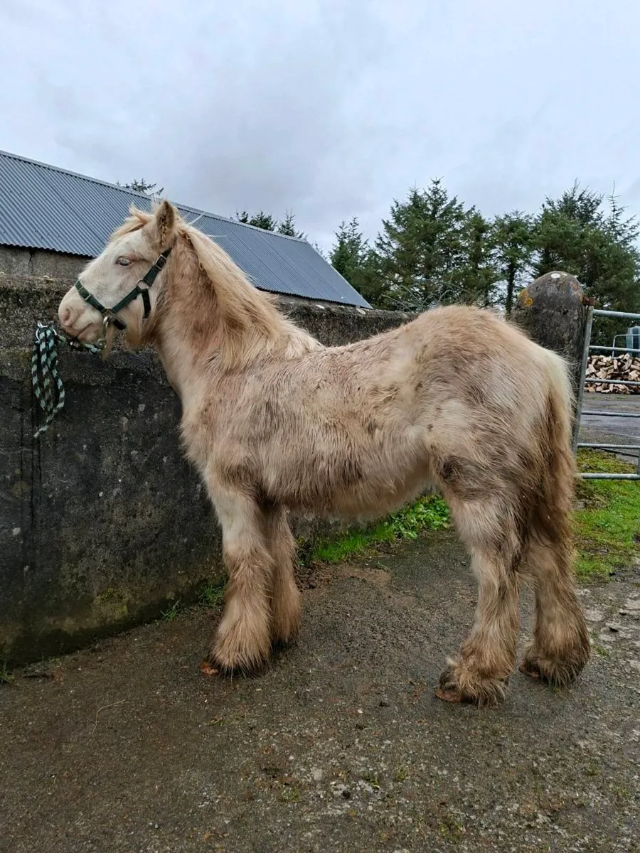 Yearling filly - Image 1