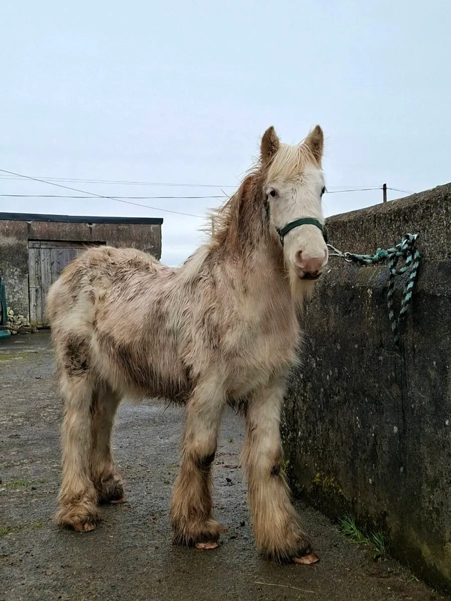 Yearling filly - Image 2