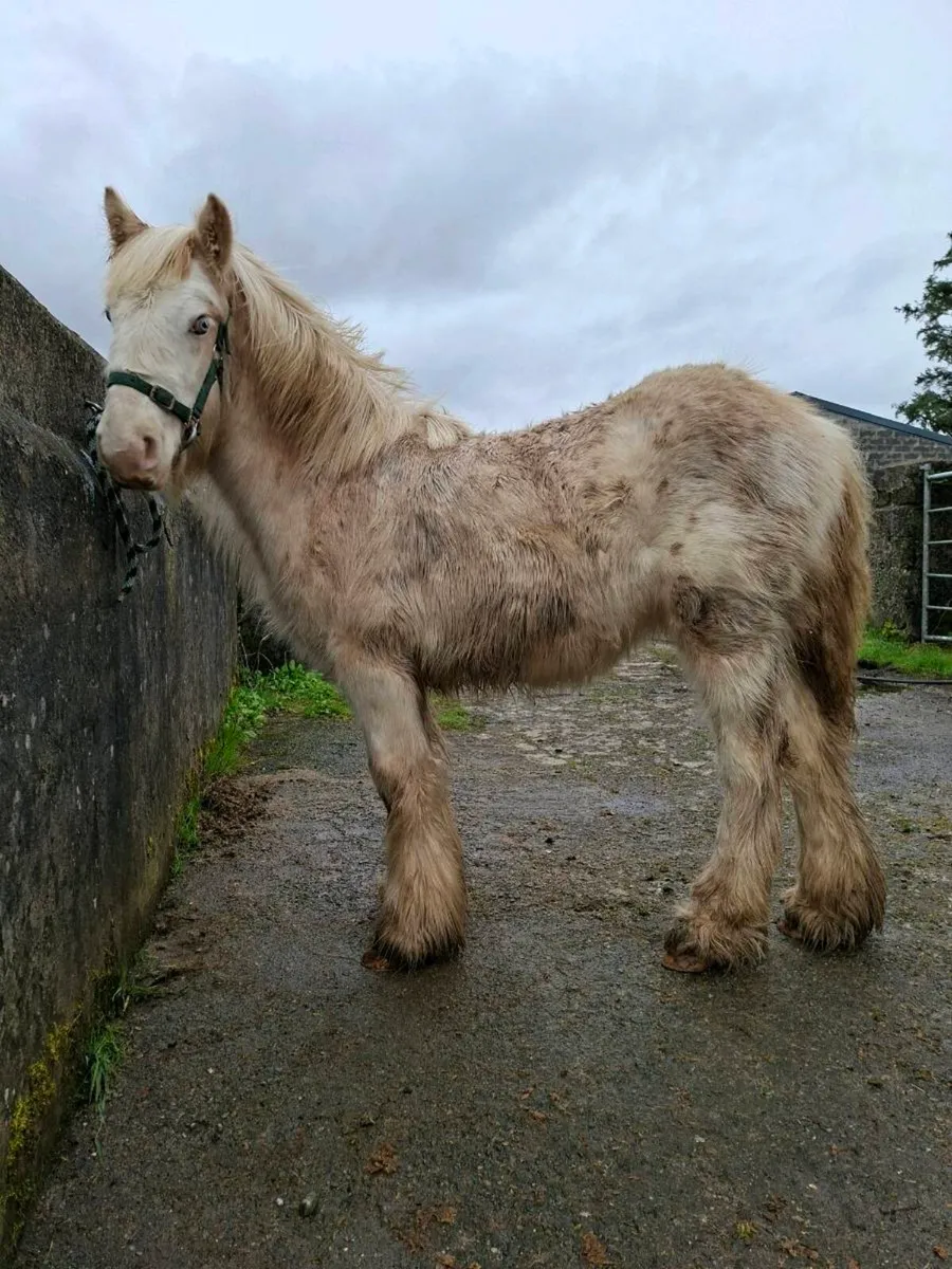 Yearling filly - Image 3
