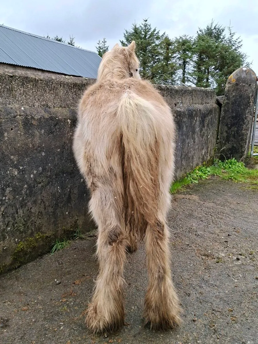 Yearling filly - Image 4