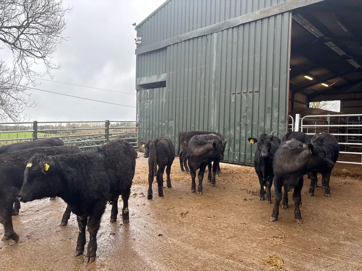 12 super Angus yearling bullocks - Image 1