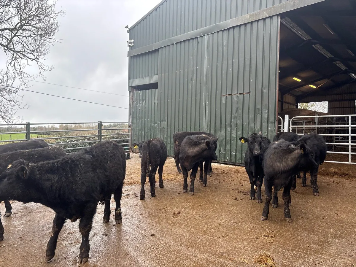 12 super Angus yearling bullocks - Image 2
