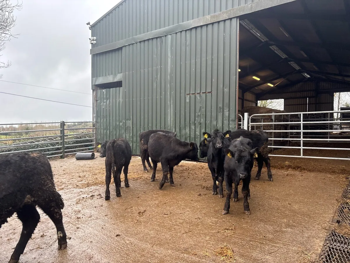 12 super Angus yearling bullocks - Image 3