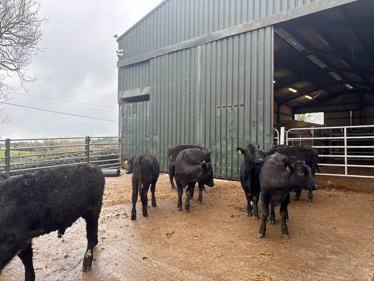 12 super Angus yearling bullocks - Image 4