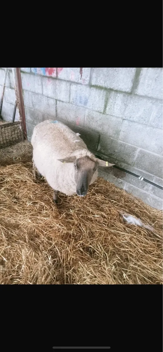 Foster ewe will feed 2