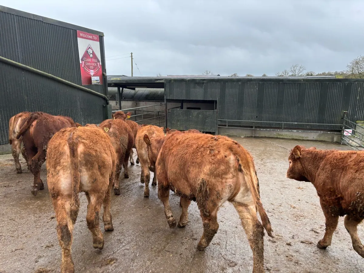 10 super 360 kg u grade red limosin heifers - Image 2