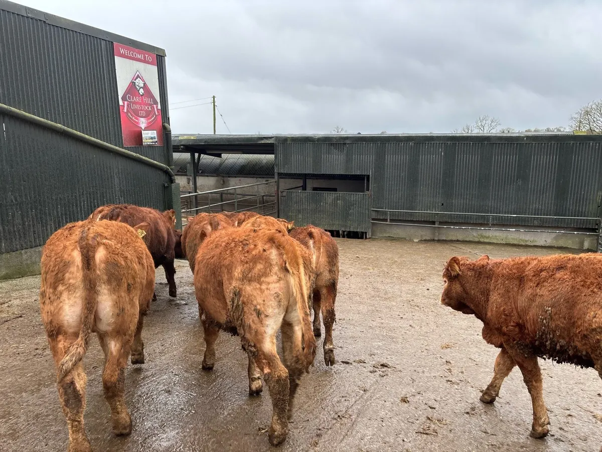 10 super 360 kg u grade red limosin heifers - Image 3