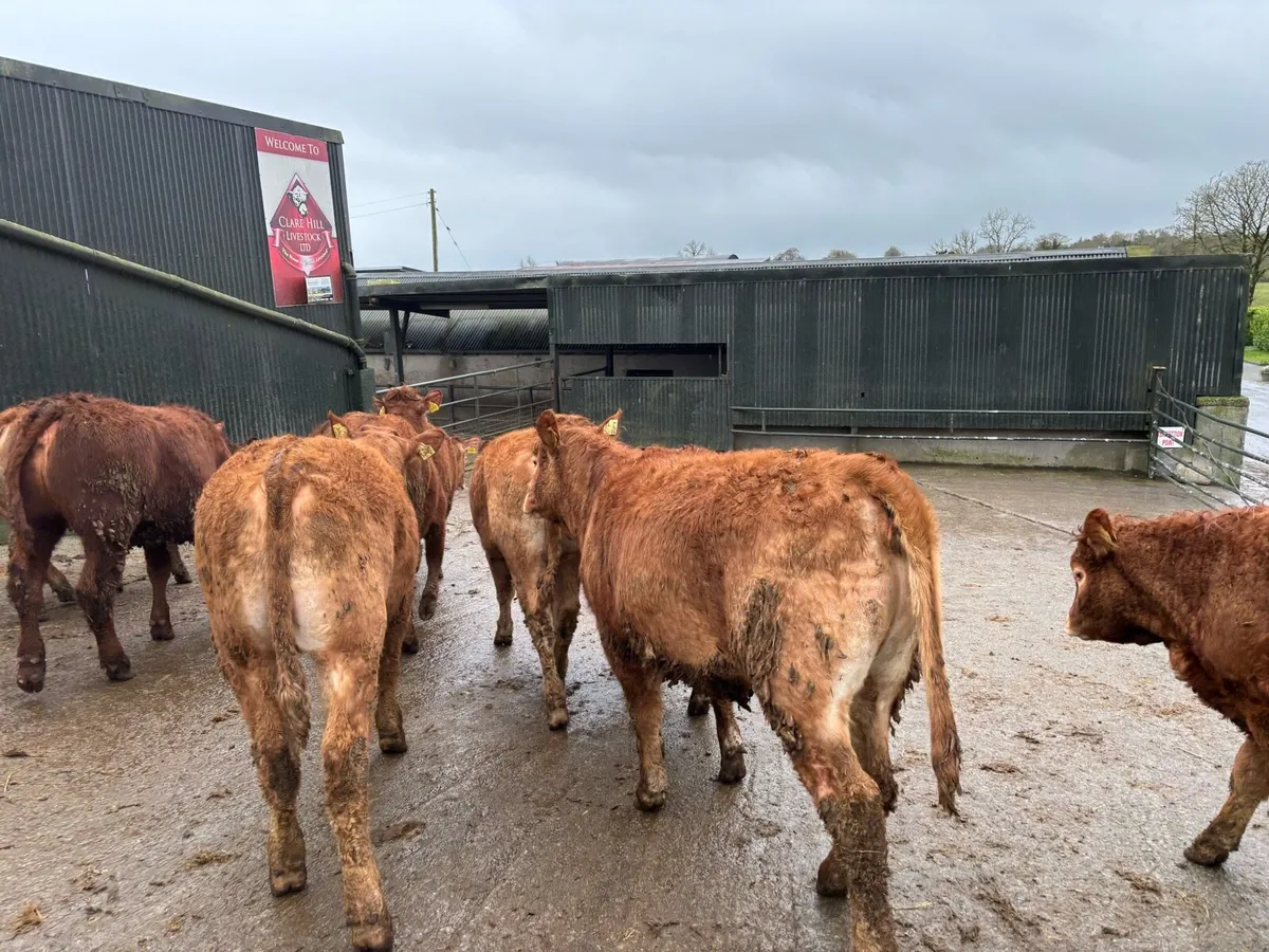 10 super 360 kg u grade red limosin heifers - Image 1