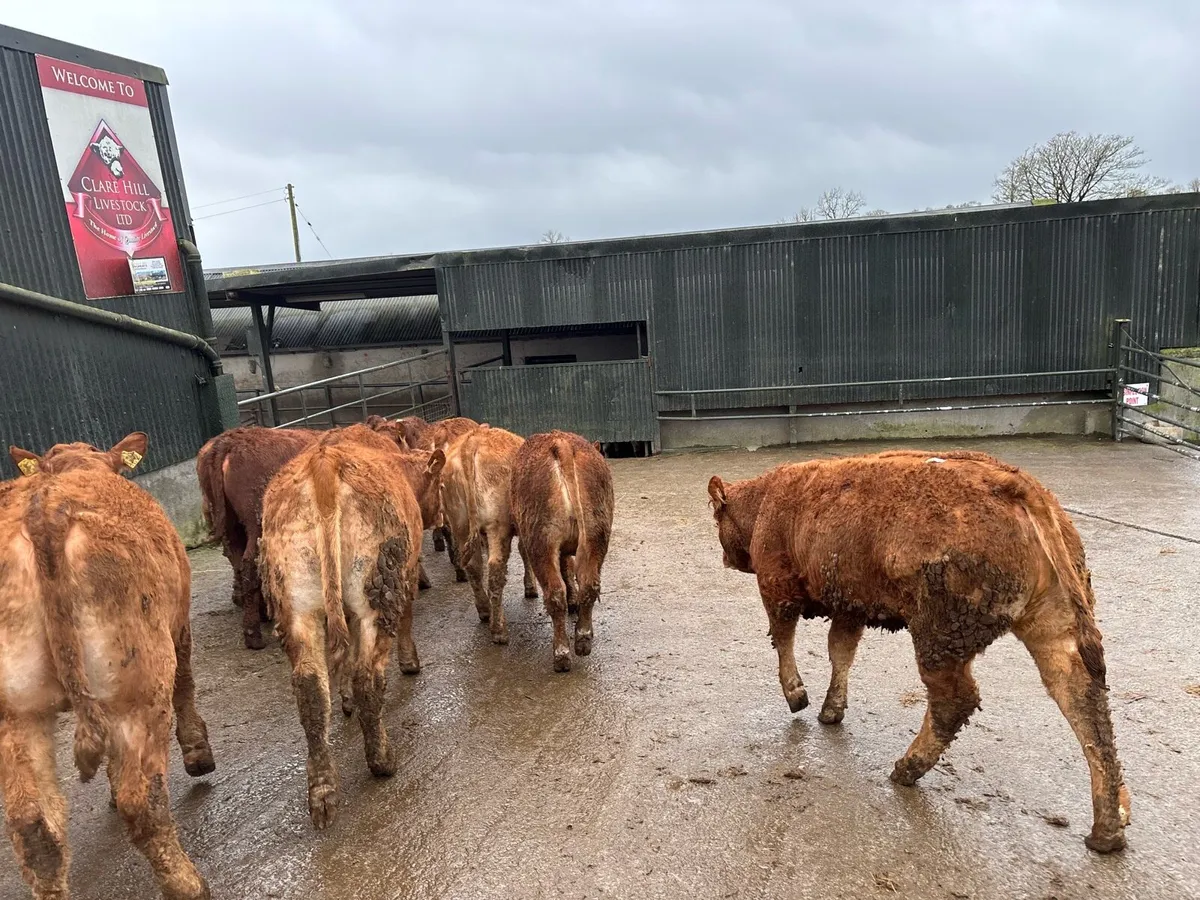10 super 360 kg u grade red limosin heifers - Image 4