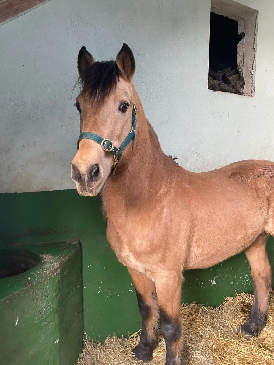 Class 1 Dun Connemara Stallion NN - Image 2