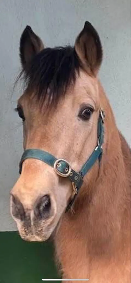 Class 1 Dun Connemara Stallion NN - Image 1