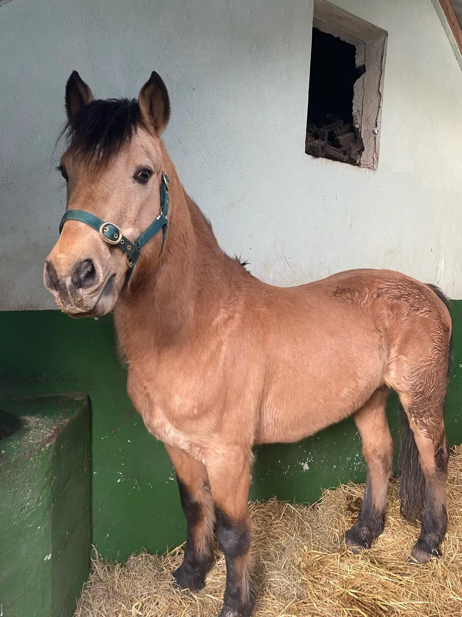 Class 1 Dun Connemara Stallion NN - Image 4