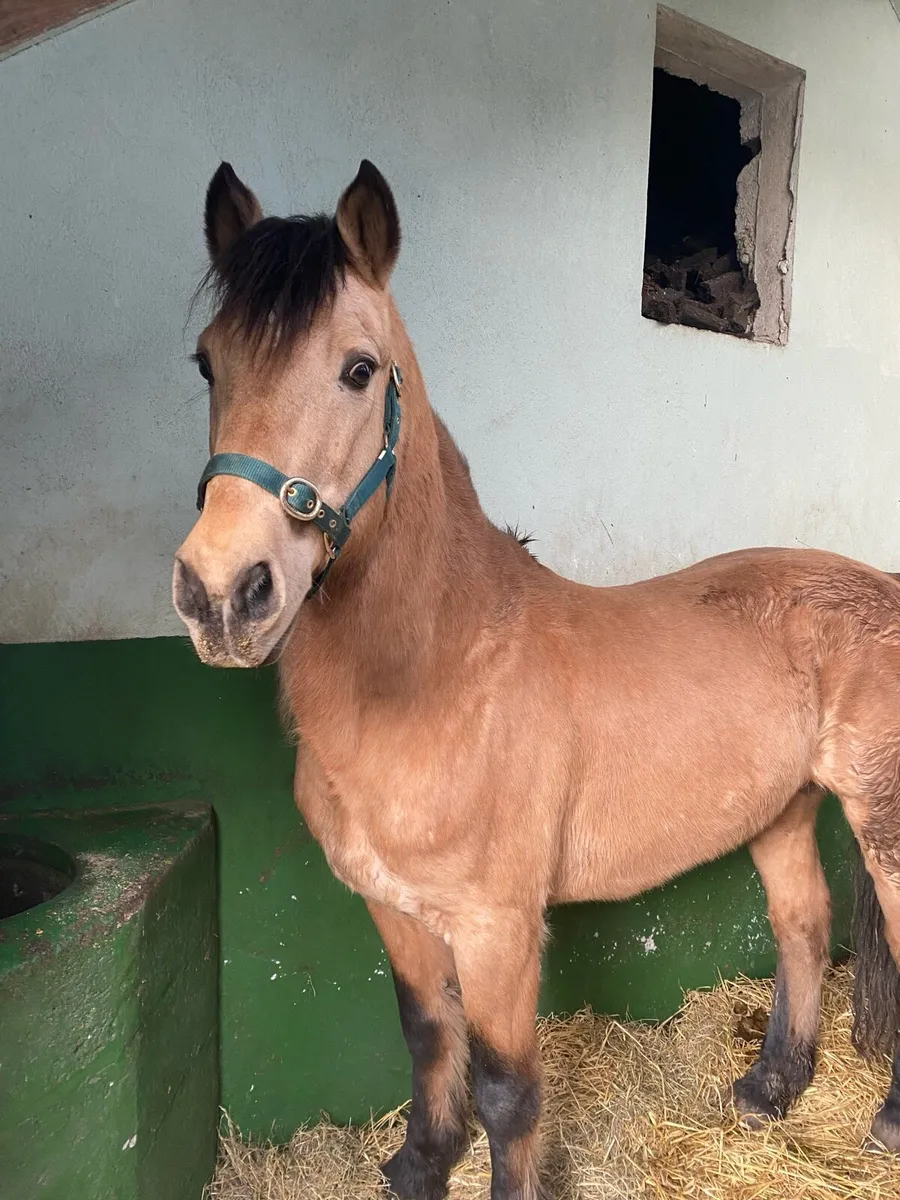 Class 1 Dun Connemara Stallion NN For Sale - Image 1