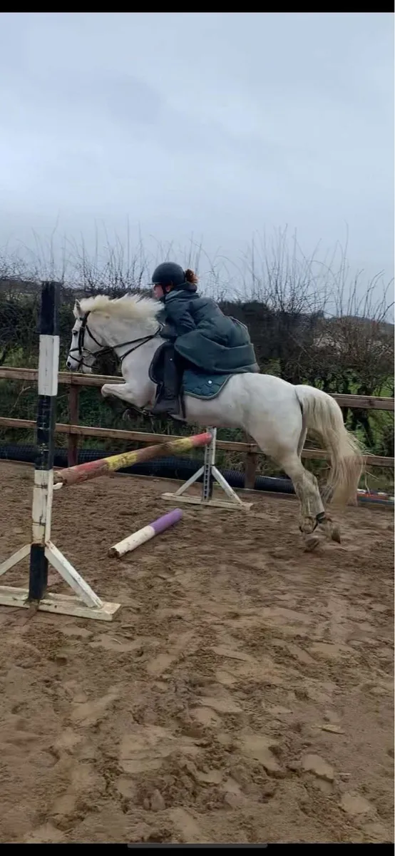 128 Grade A Pony - Image 2