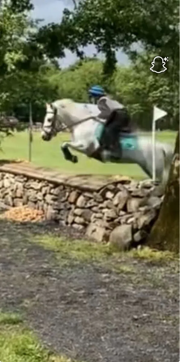 128 Grade A Pony - Image 3