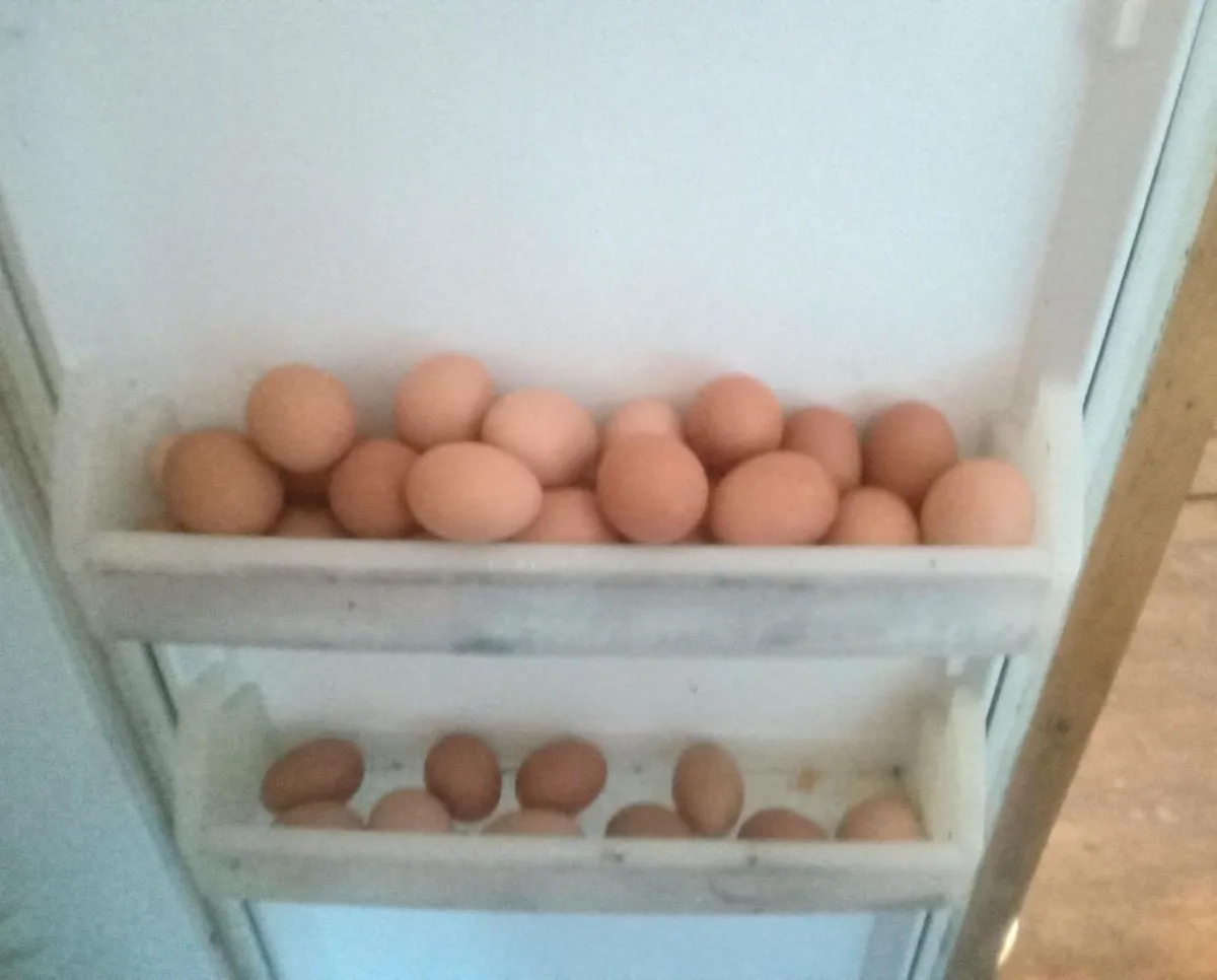 Fresh free range hen eggs - Image 2
