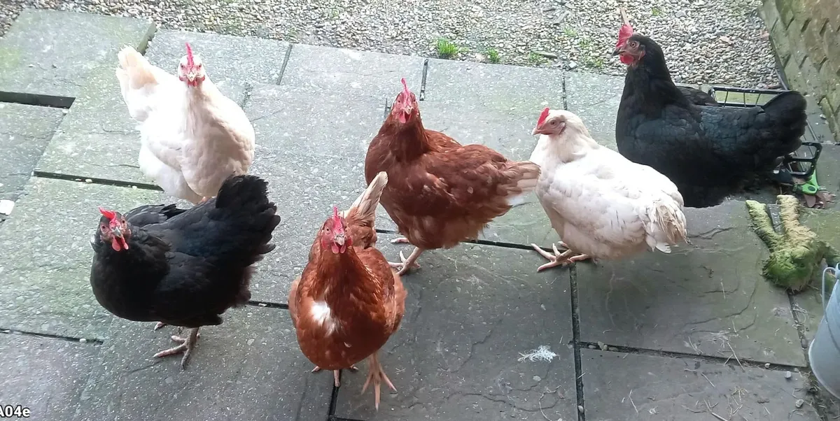 Fresh free range hen eggs - Image 3