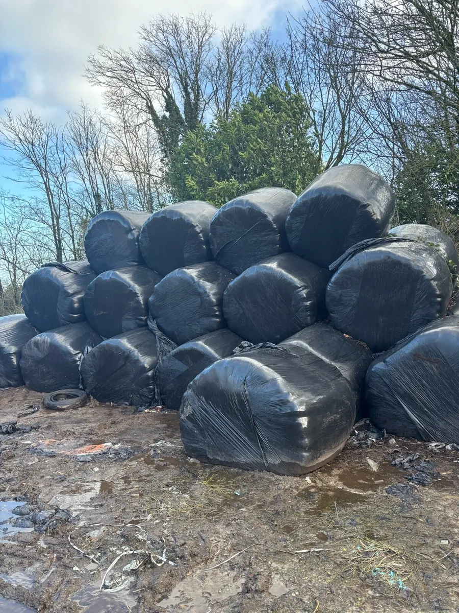 Silage/ Haylage Bales - Image 3