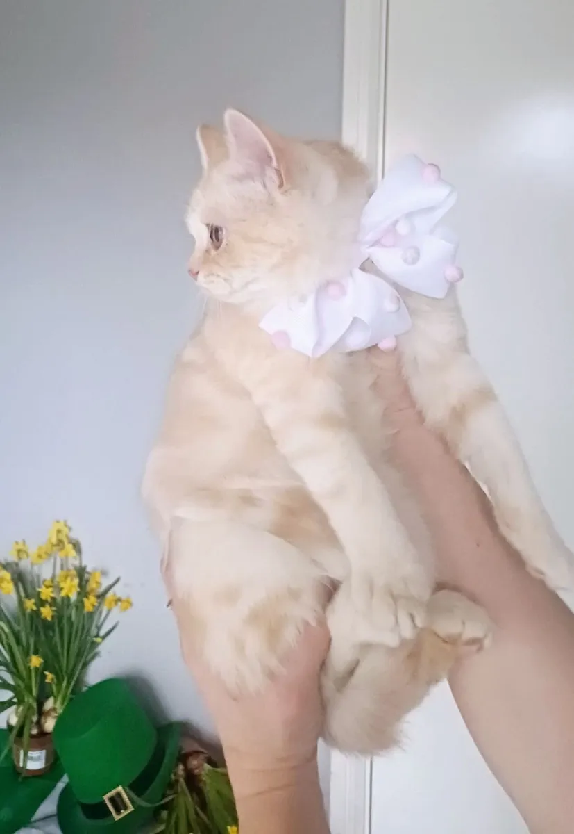 Amazing Purebred British Shorthair kittens - Image 4