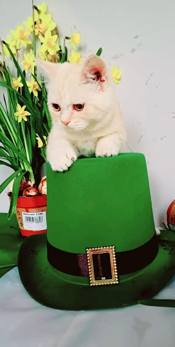 Amazing Purebred British Shorthair kittens - Image 2